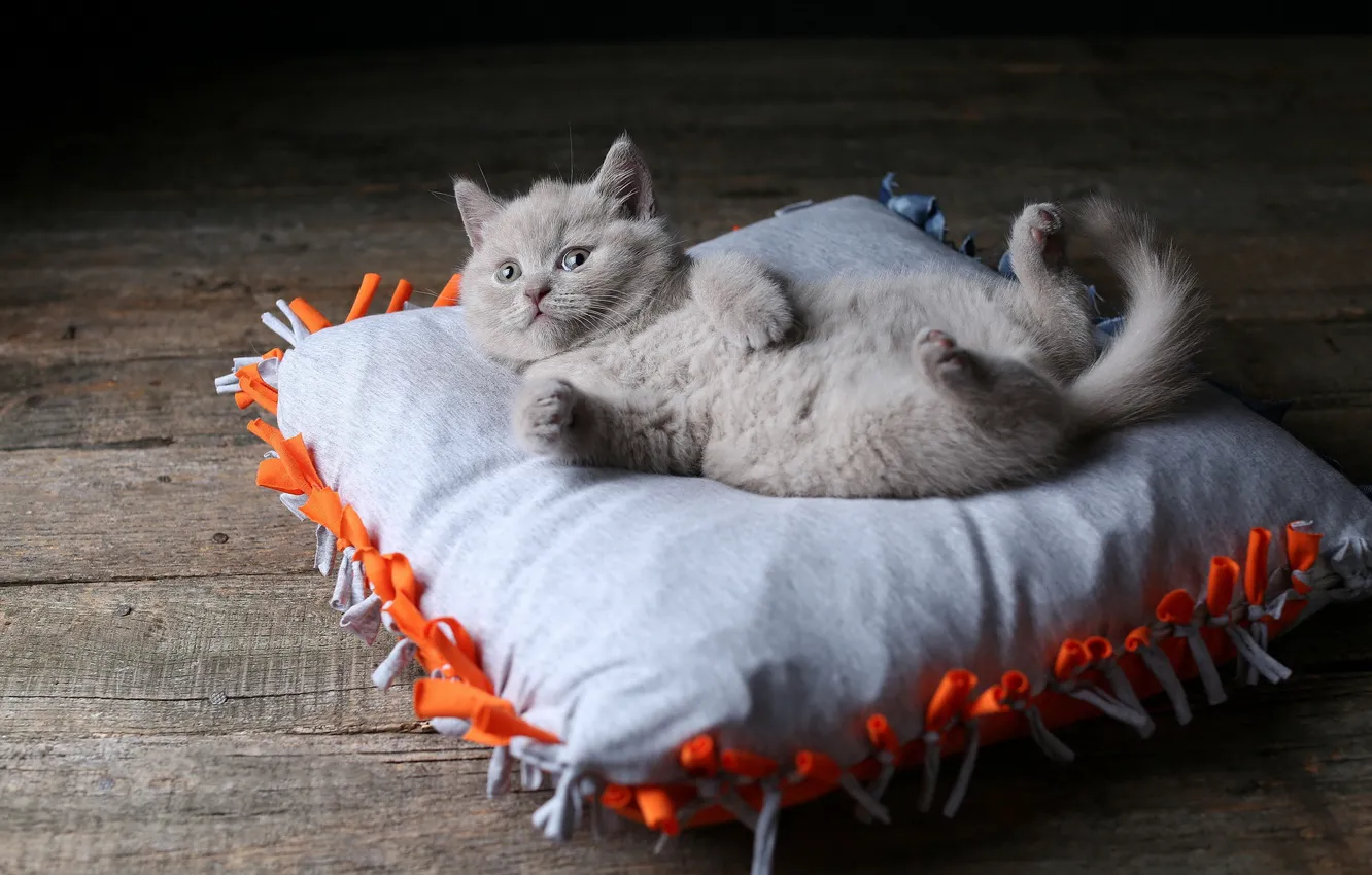 Photo wallpaper cat, kitty, legs, lies, pillow, British