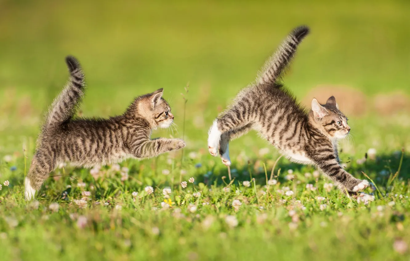 Photo wallpaper the game, kittens, a couple, lawn, twins, tails, catch-up