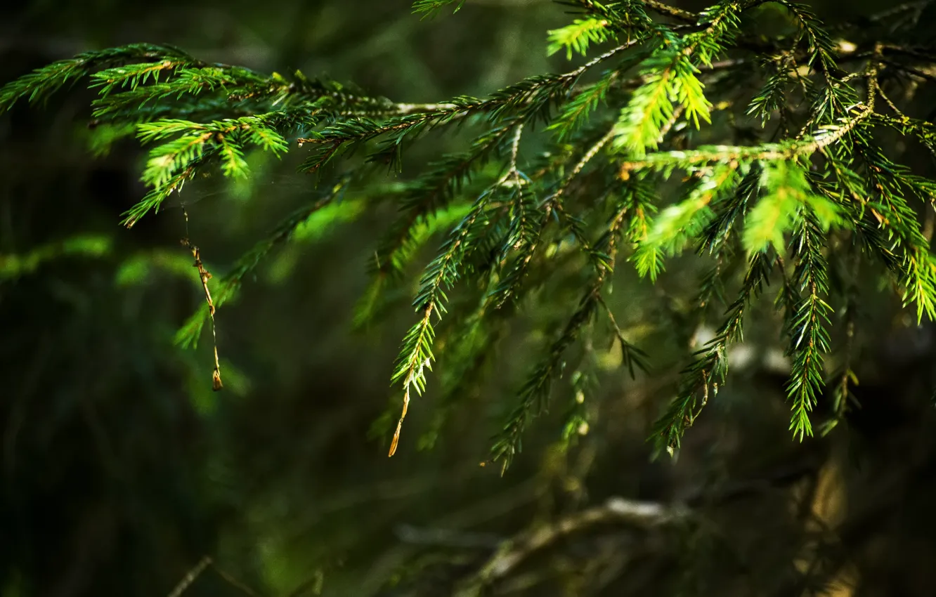 Photo wallpaper forest, summer, light, nature, tree, spruce, branch