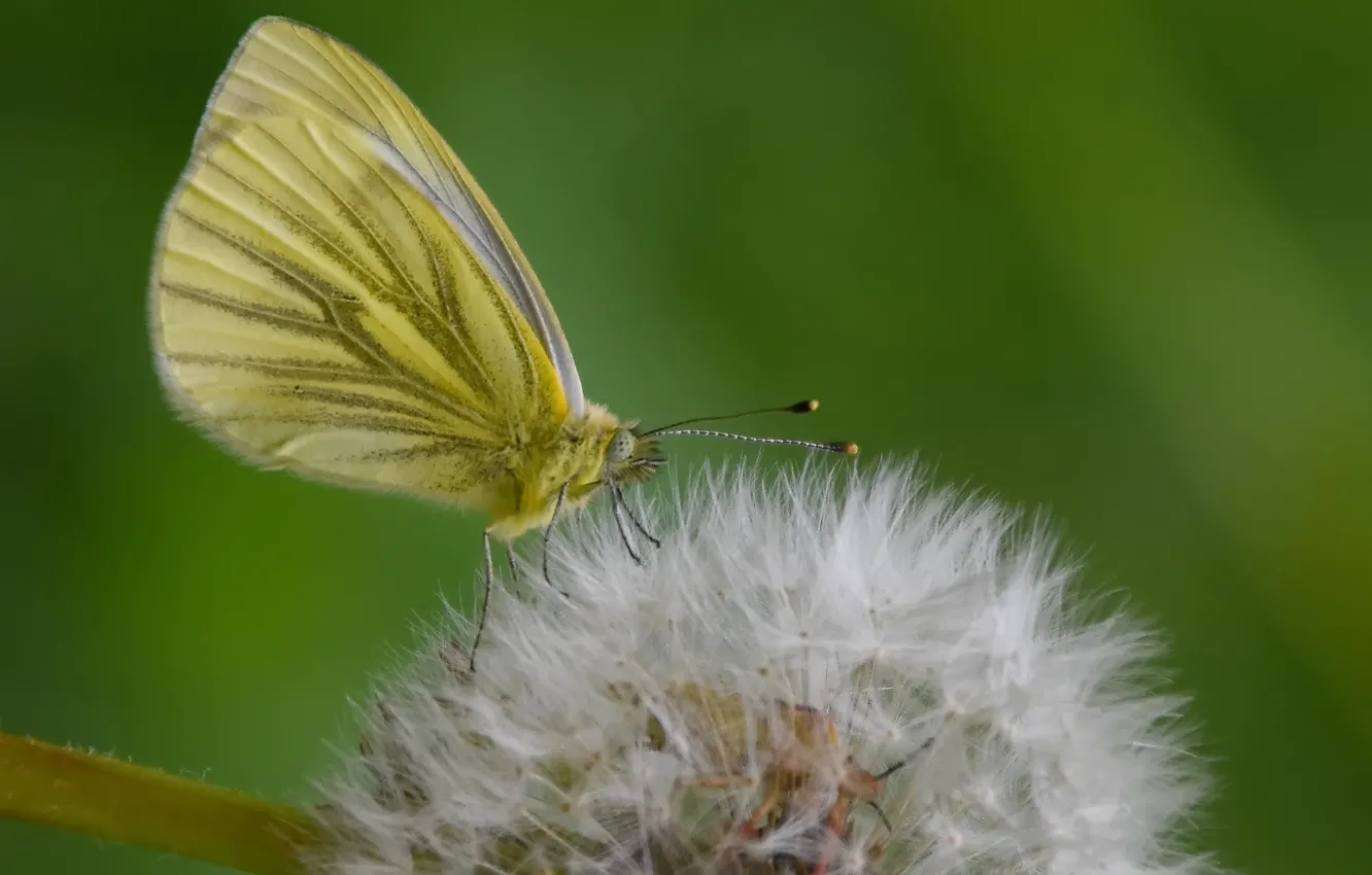 Photo wallpaper macro, butterfly, spring