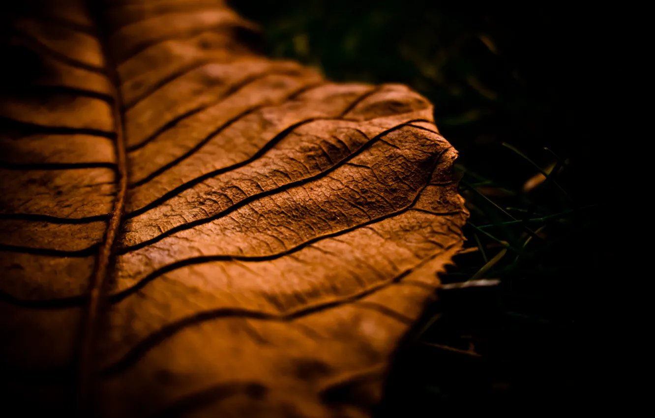 Photo wallpaper autumn, macro, sheet, autumn, macro leaf