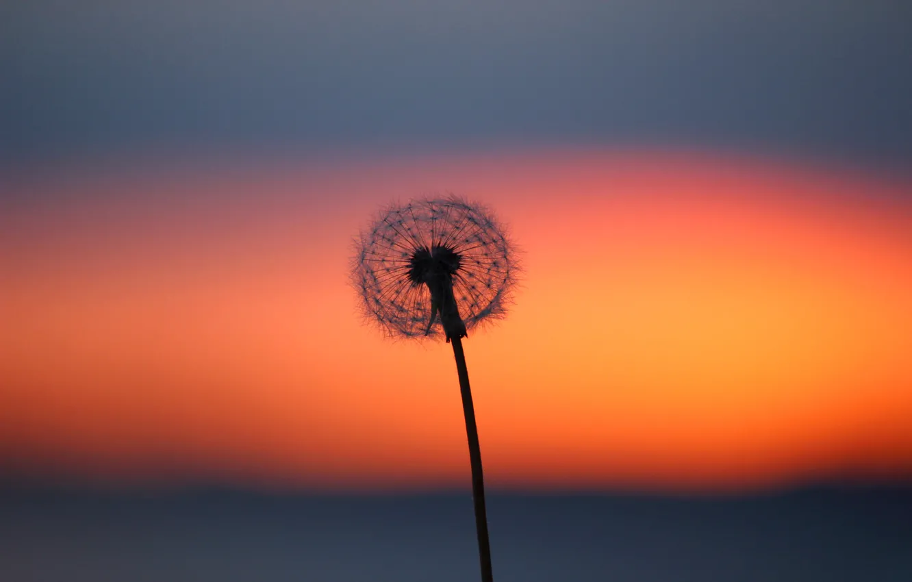 Photo wallpaper clouds, flowers, dandelion, glow
