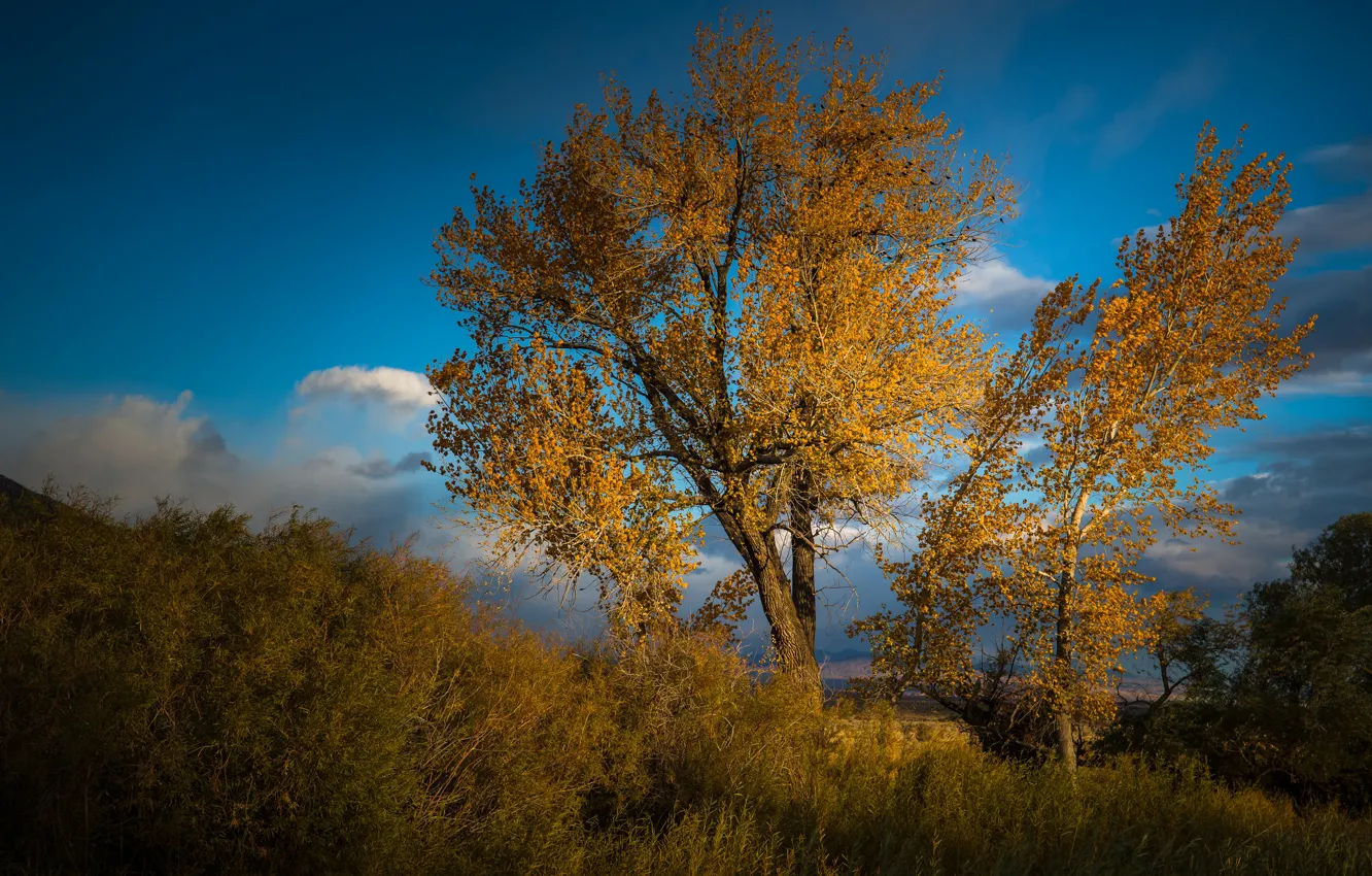 Photo wallpaper grass, leaves, clouds, trees, landscape, yellow, nature, blue