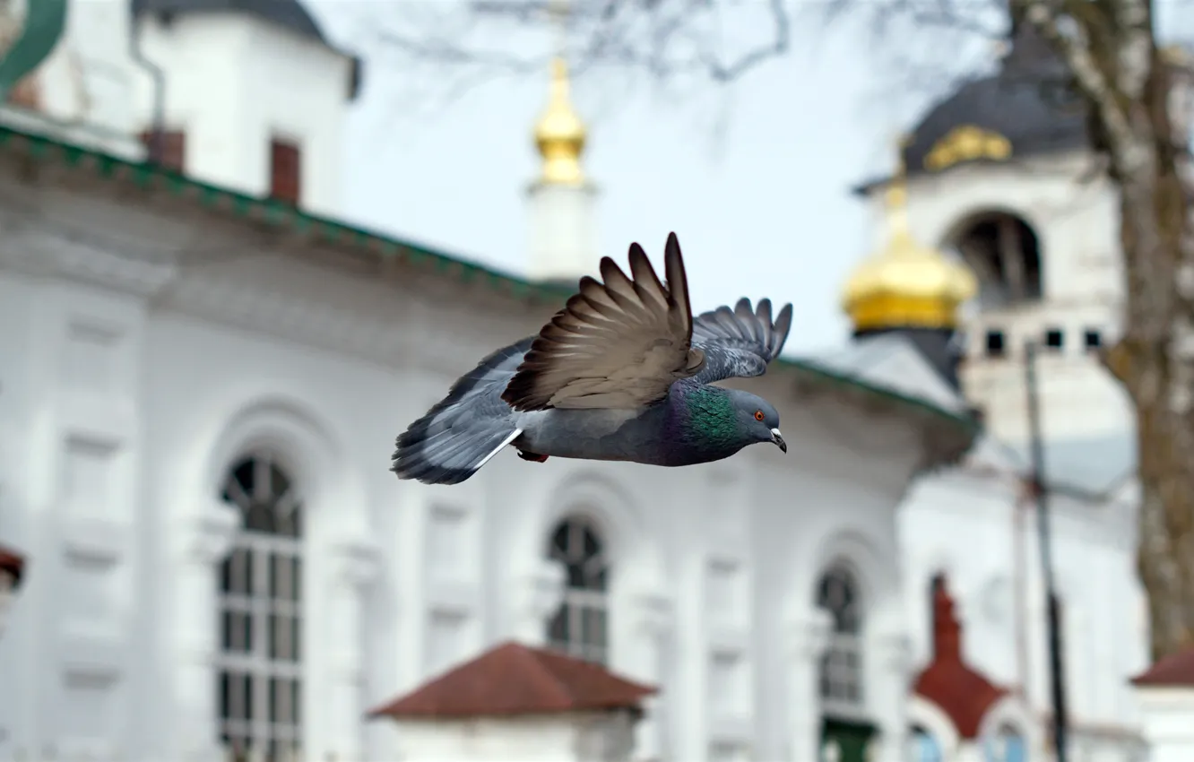 Photo wallpaper flight, bird, pigeons, Church, temple, chapel