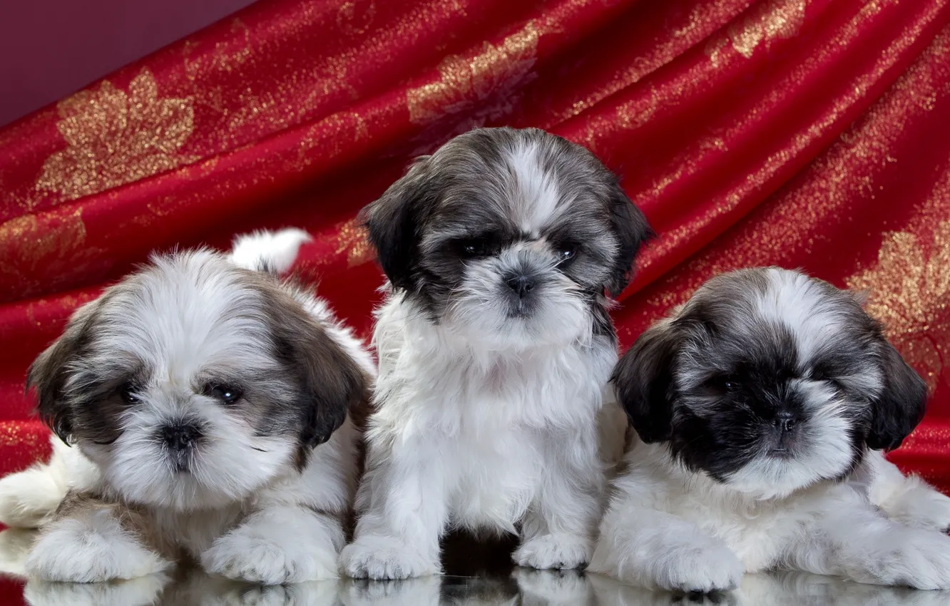 Photo wallpaper puppies, trio, Shih Tzu
