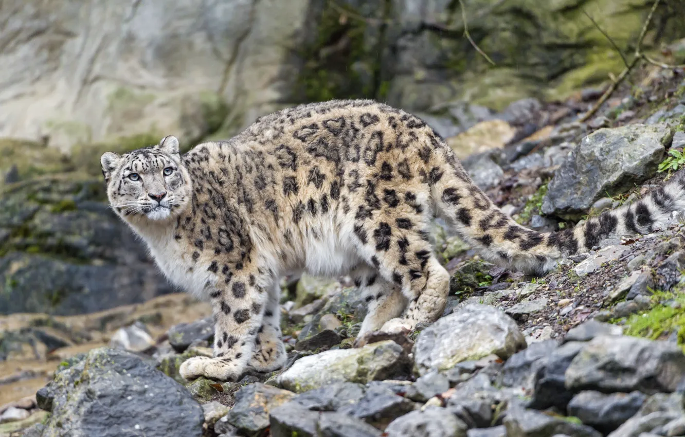 Photo wallpaper cat, look, stones, IRBIS, snow leopard, ©Tambako The Jaguar