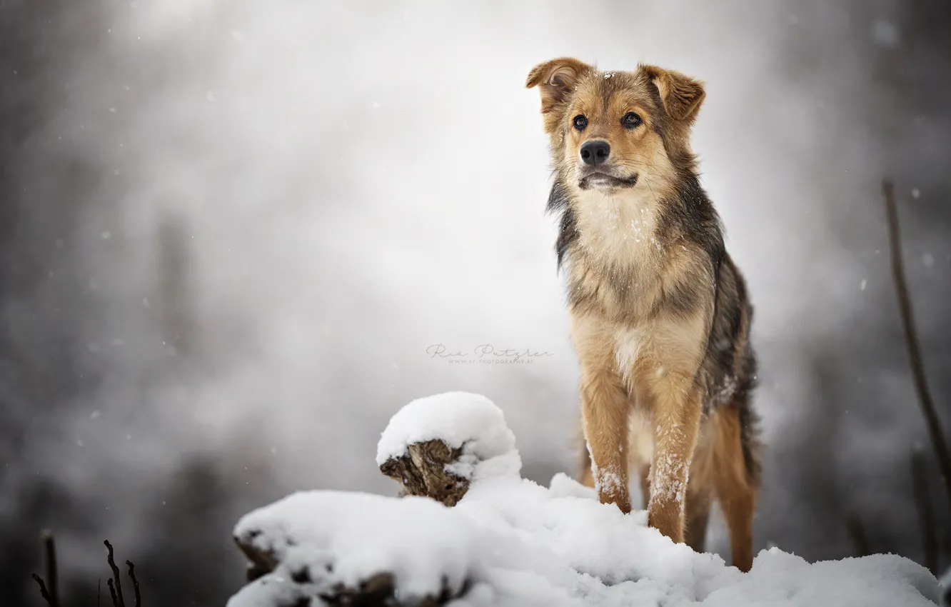 Photo wallpaper winter, look, dog
