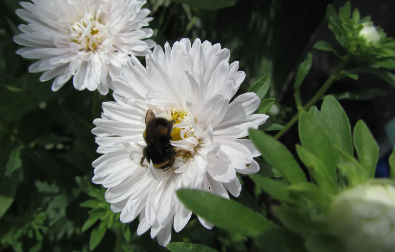 Photo wallpaper white, flower, bee