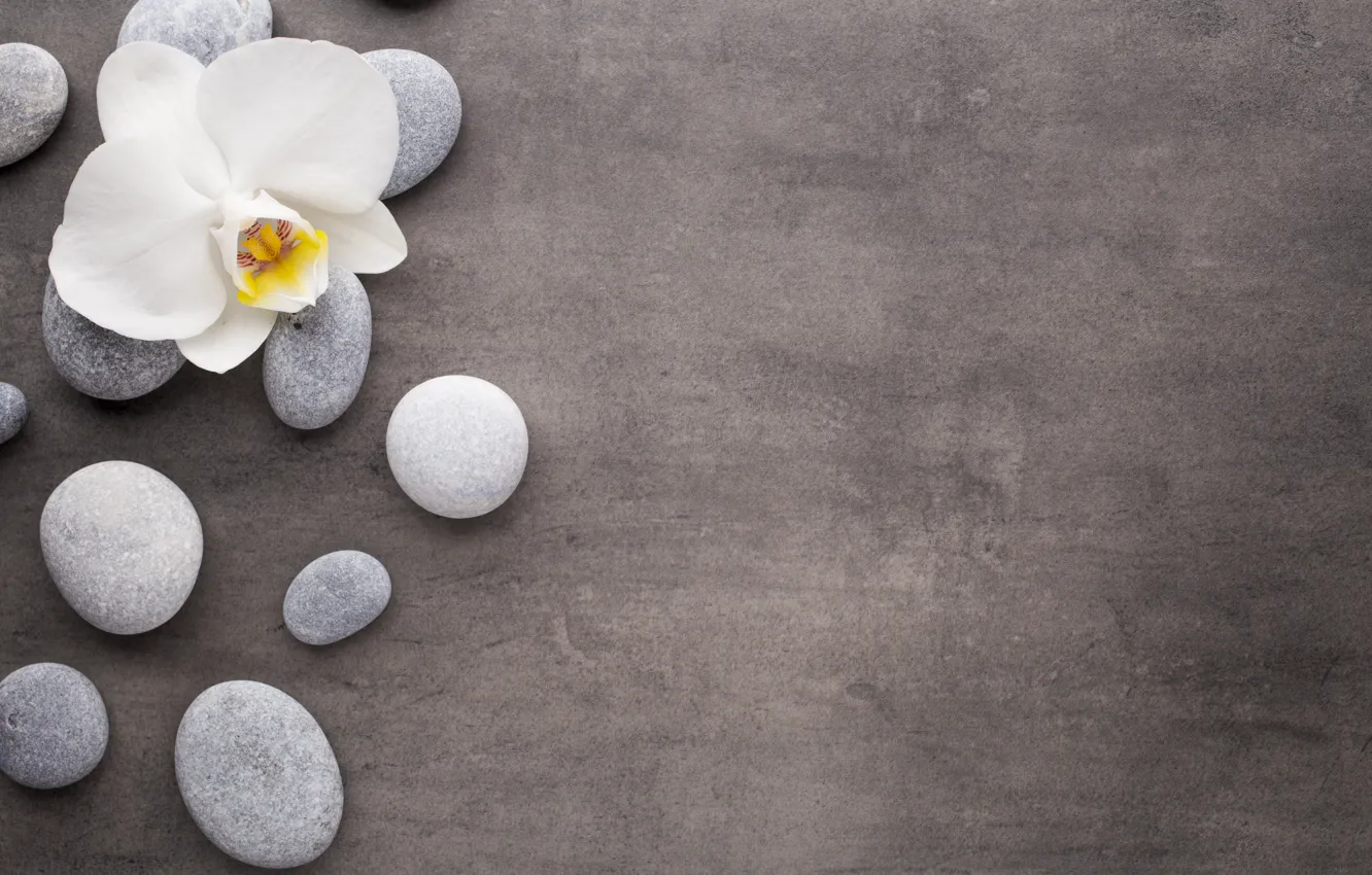 Photo wallpaper stones, white, Orchid, flowers, orchid