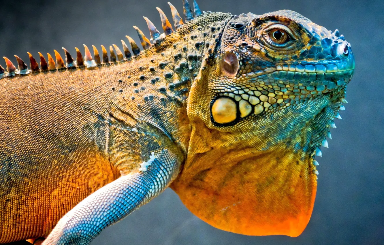Photo wallpaper dragon, lizard, iguana
