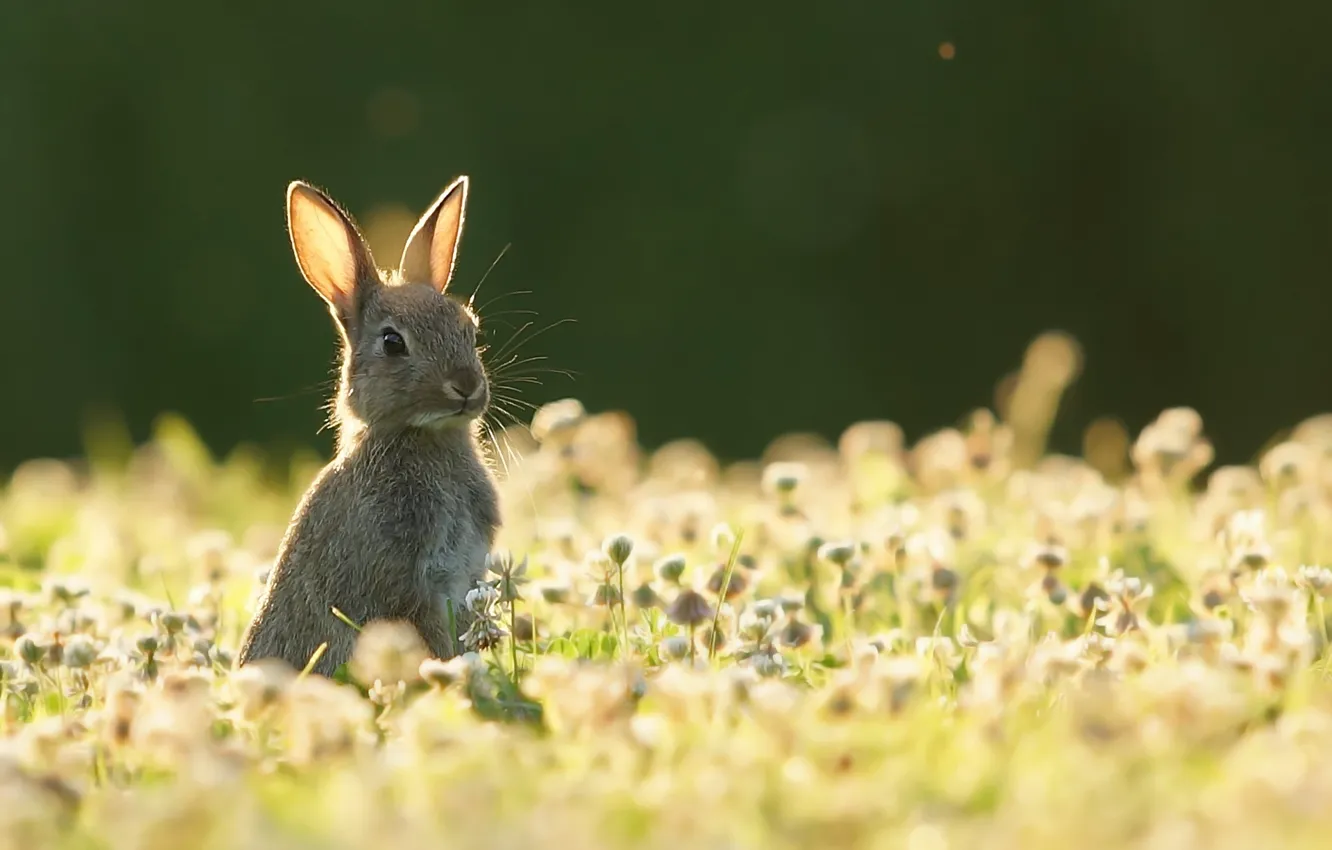 Photo wallpaper summer, nature, hare