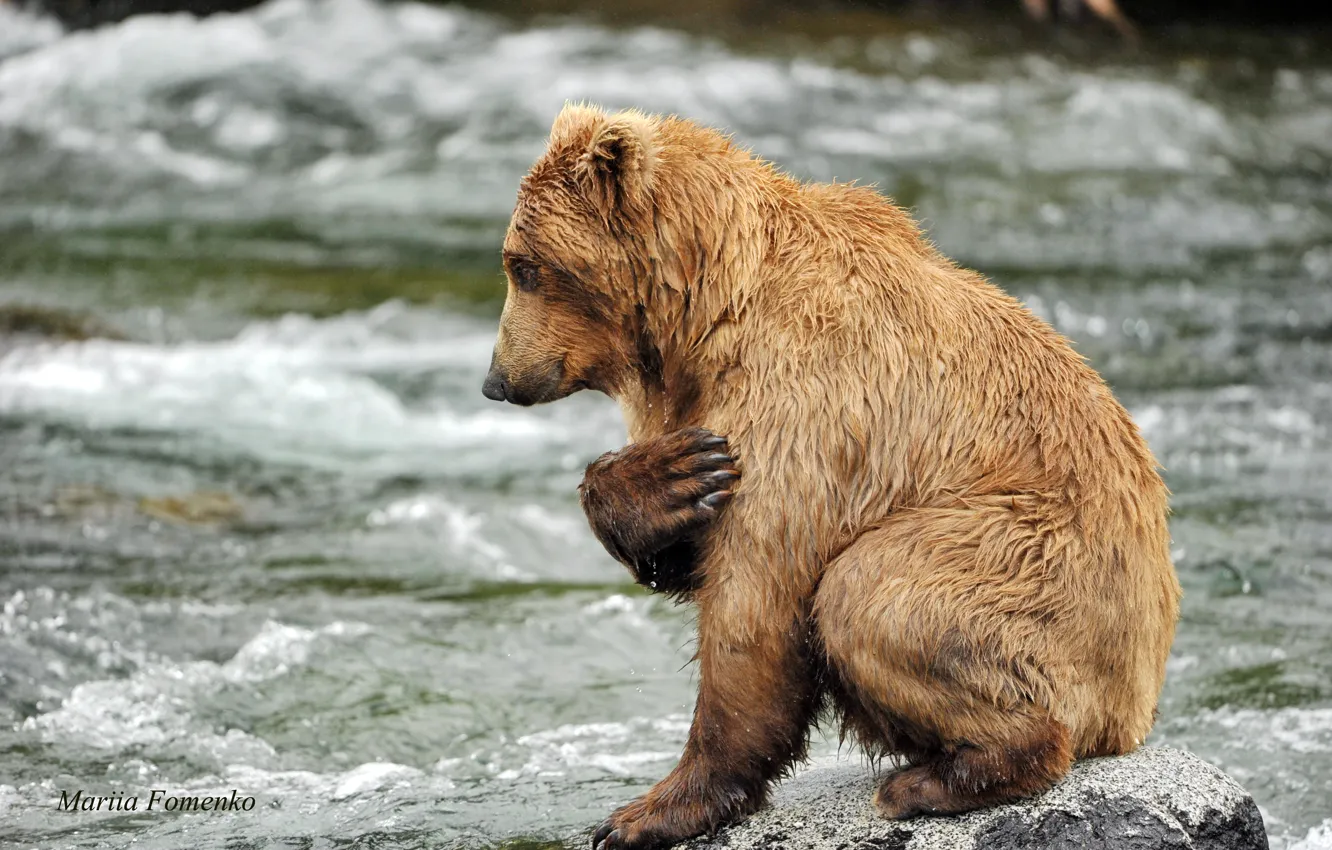 Photo wallpaper water, river, stones, animal, predator, bear, prayer, Mariia Fomenko