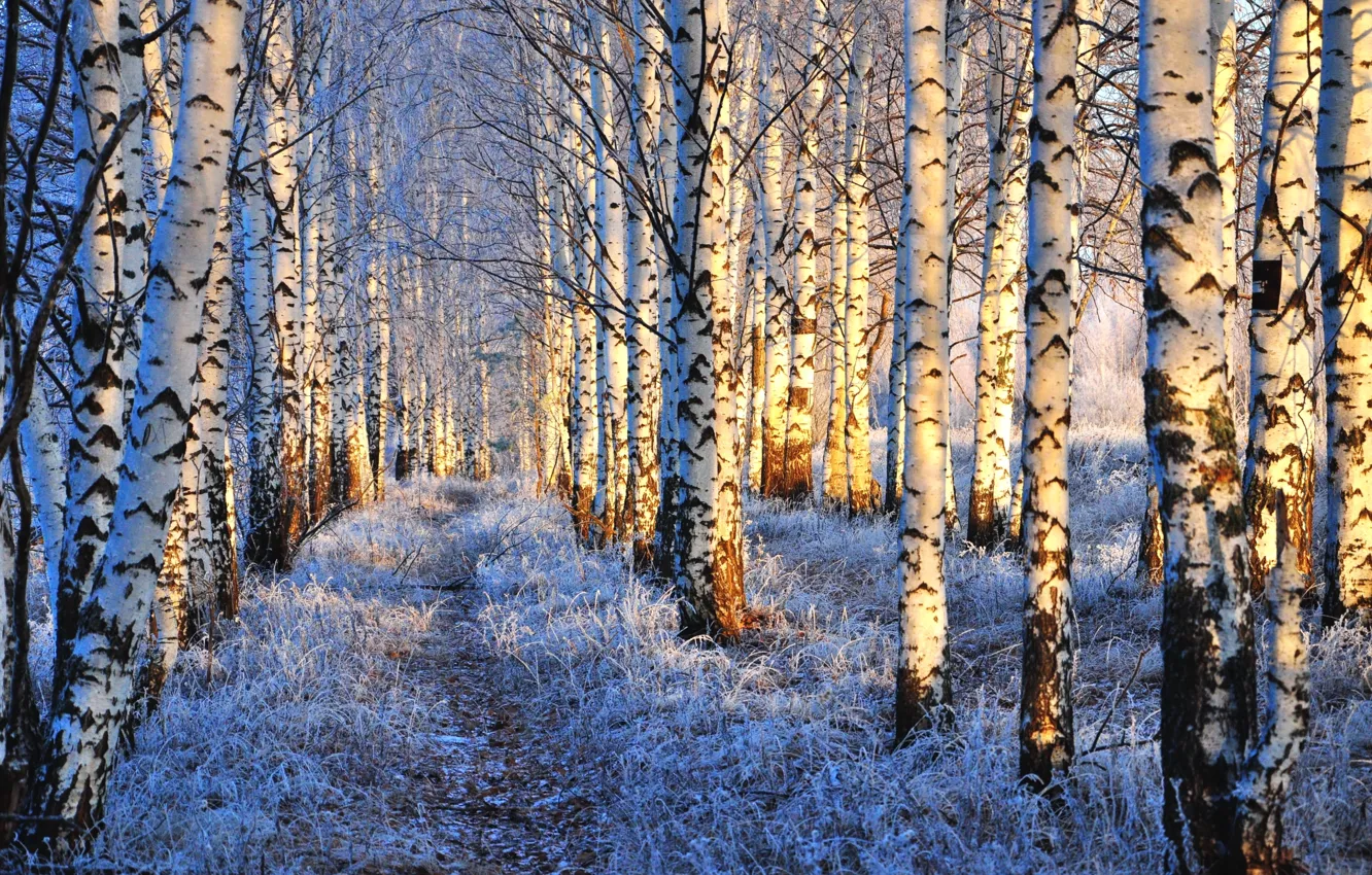 Photo wallpaper winter, frost, birch