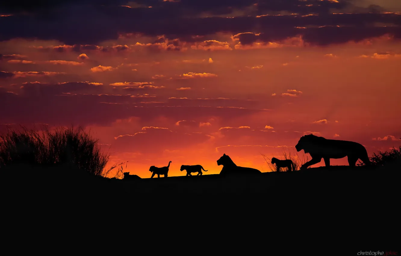 Photo wallpaper the sky, sunset, the evening, Africa, lions, the cubs, silhouettes, pride