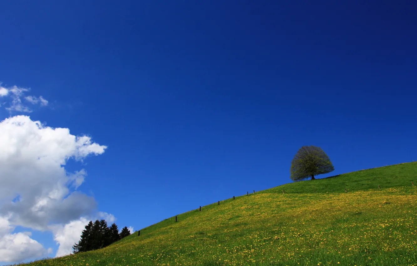 Photo wallpaper summer, the sky, trees, landscape, nature