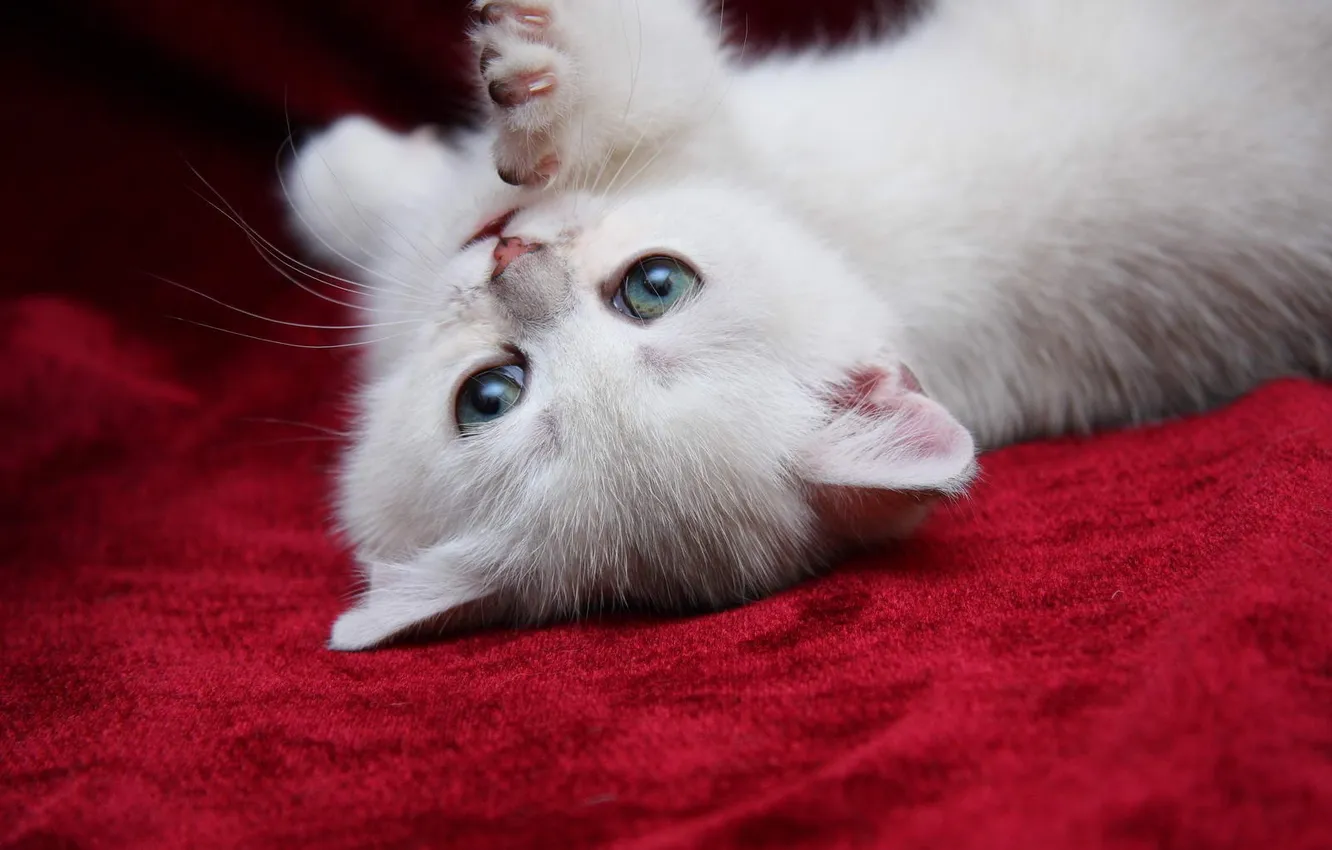 Photo wallpaper kitty, kitty, kisulya