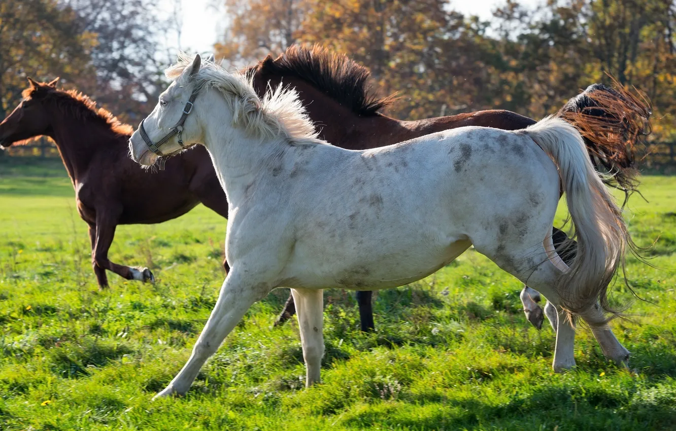 Photo wallpaper horses, horse, running, mane, tail, profile, trio, corral