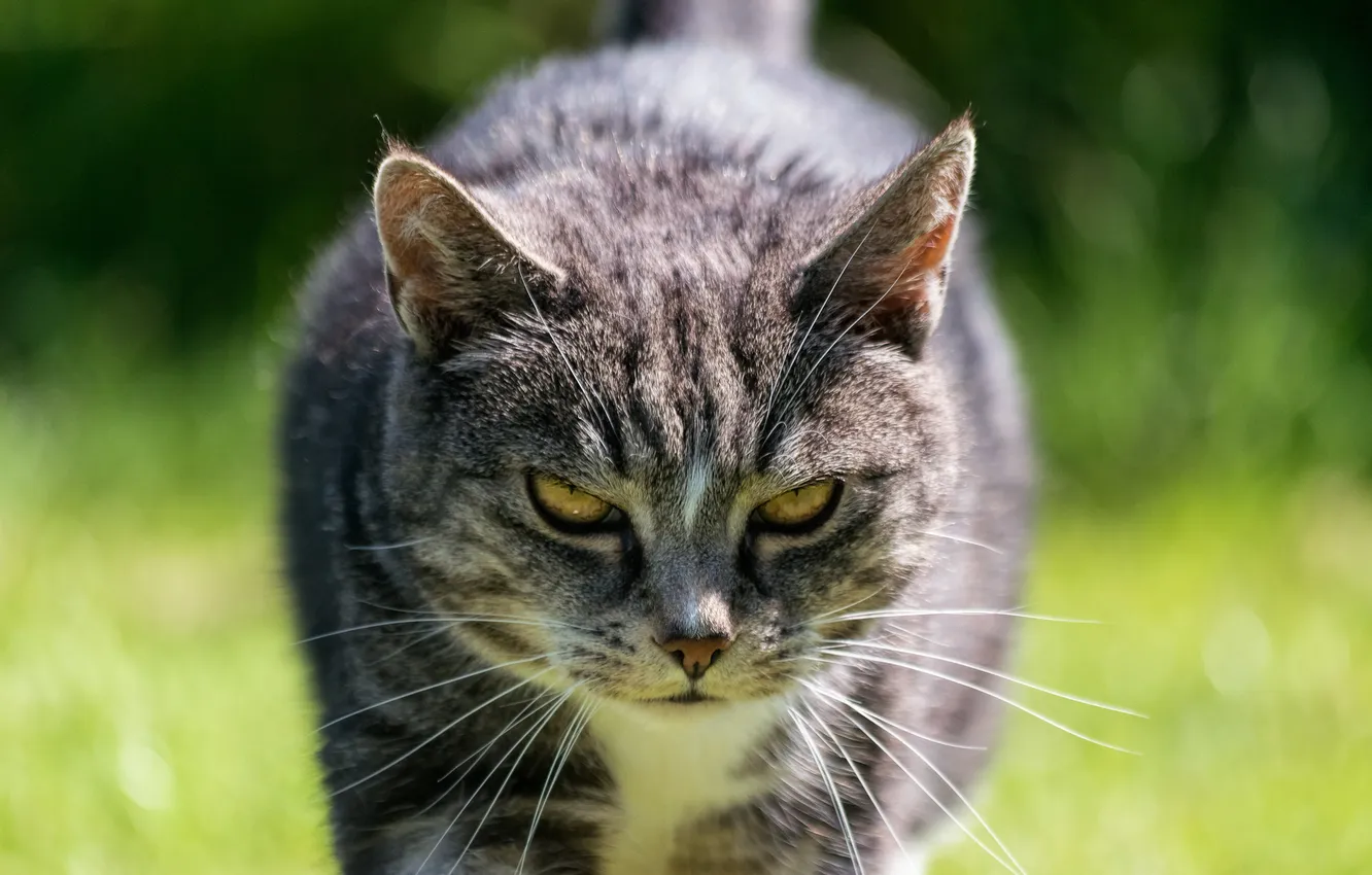 Photo wallpaper look, background, Koshak, Tomcat, Kote