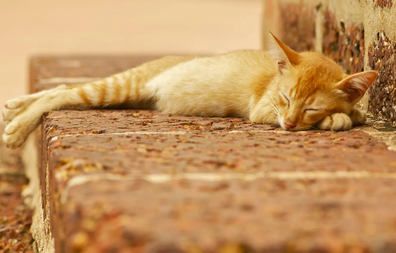 Photo wallpaper cat, look, background