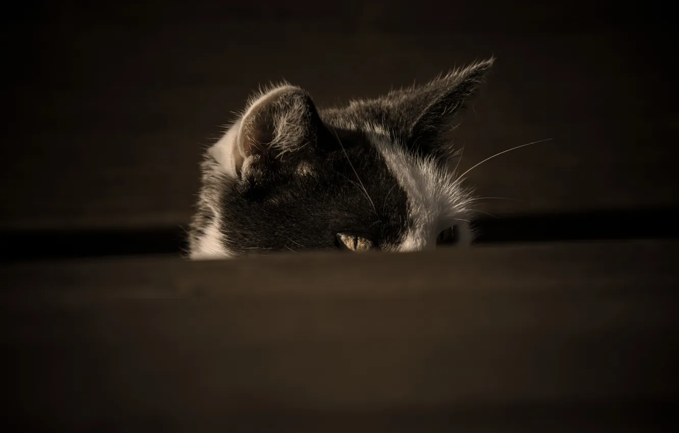 Photo wallpaper cat, look, Koshak, Tomcat, spying