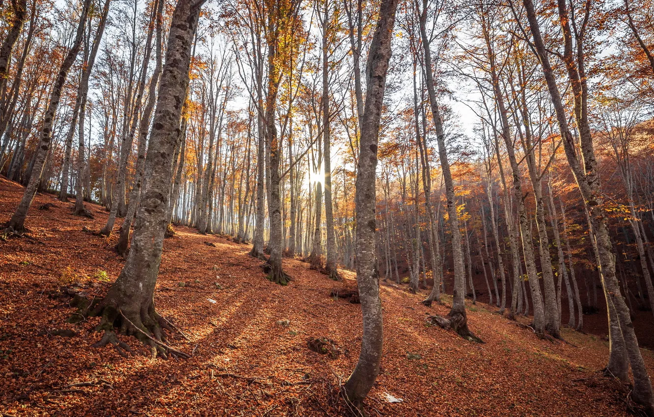 Photo wallpaper autumn, forest, nature