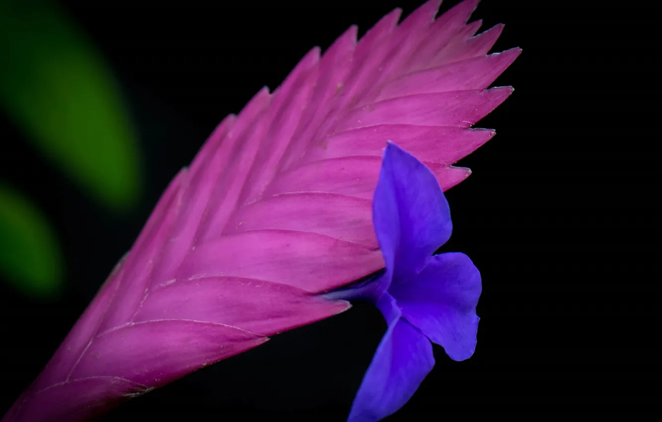 Photo wallpaper leaves, flowers, nature, background, paint