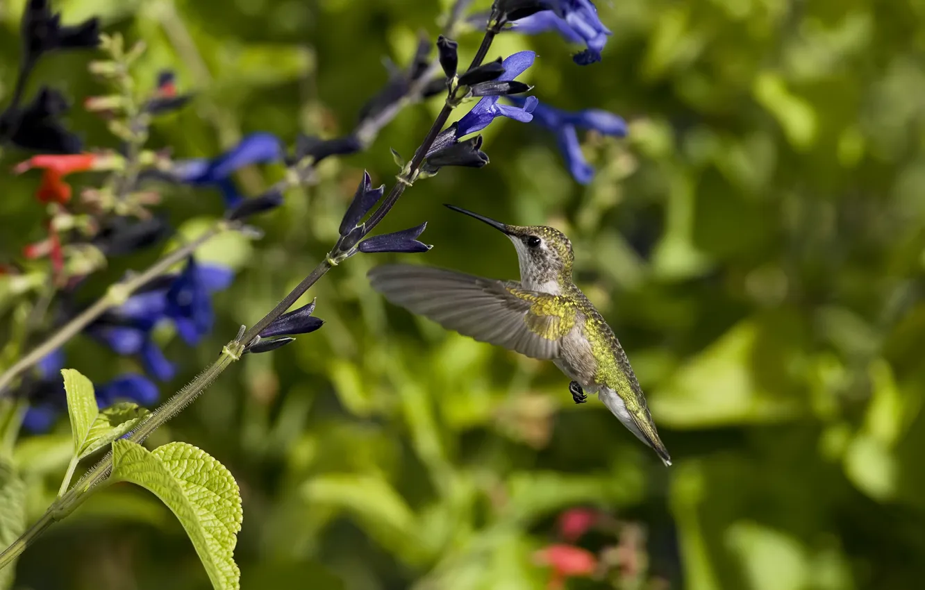 Photo wallpaper flight, flowers, blue, bird, Hummingbird, Sunny