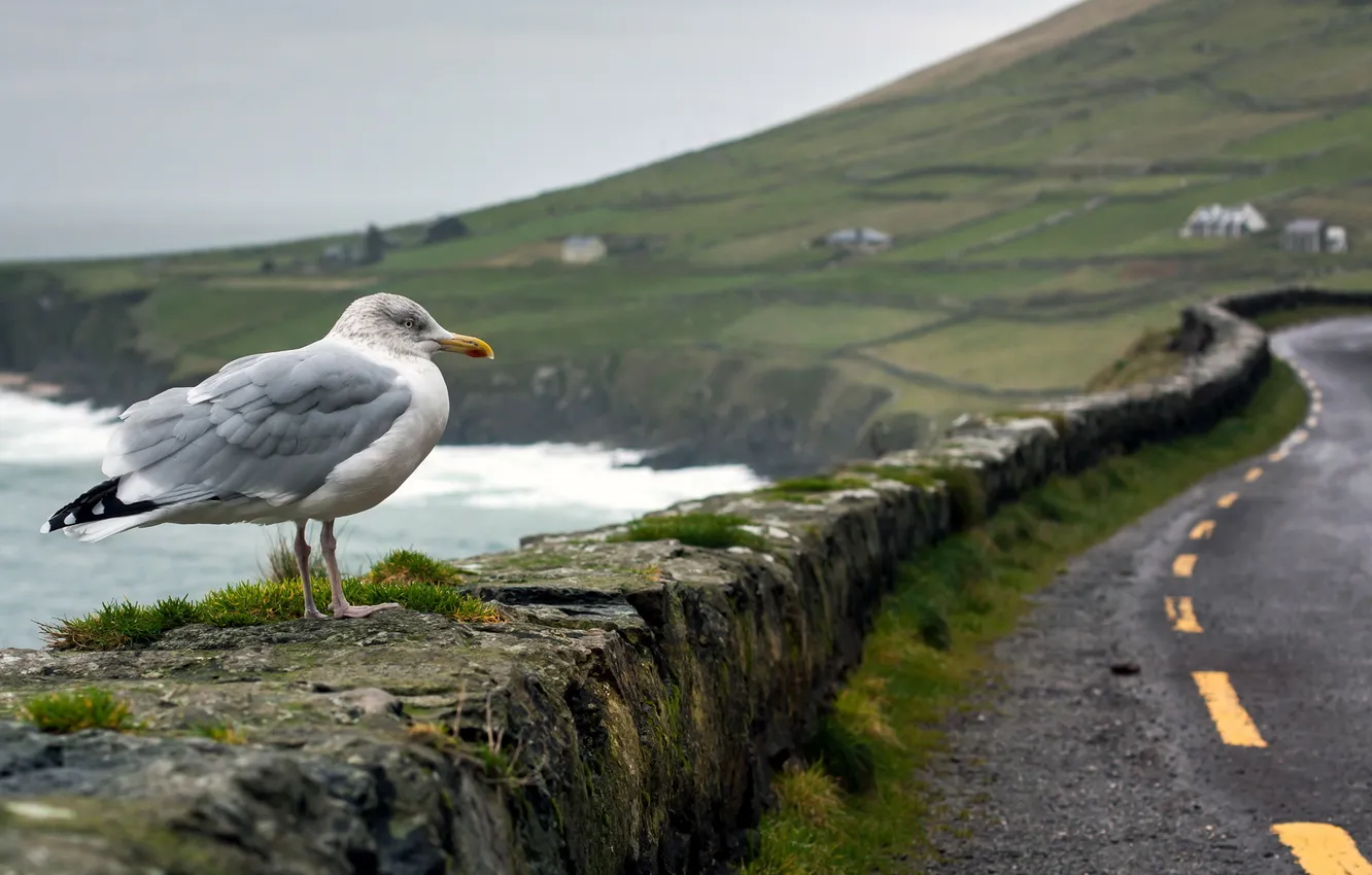 Photo wallpaper beach, birds, seagull