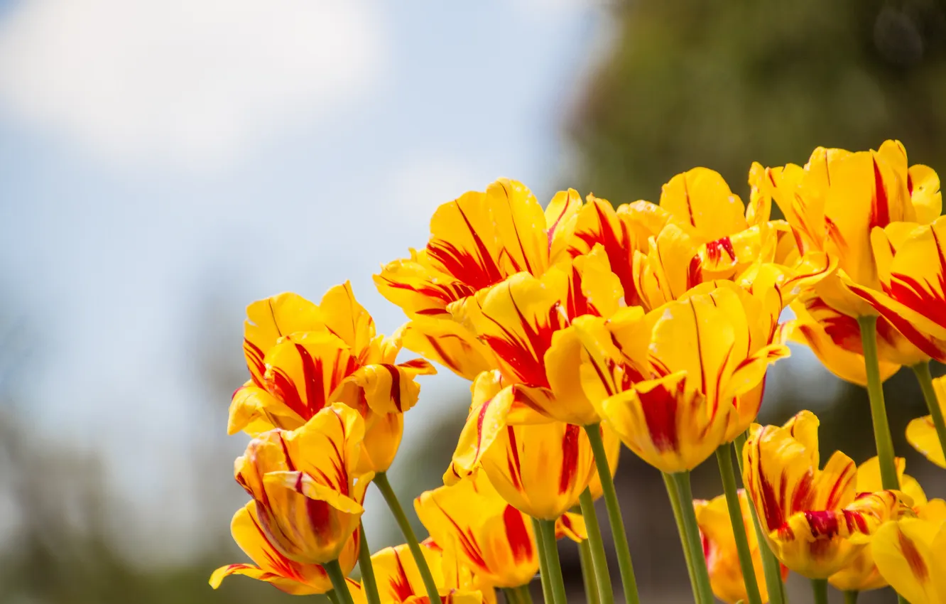 Photo wallpaper yellow, tulips, red streaks