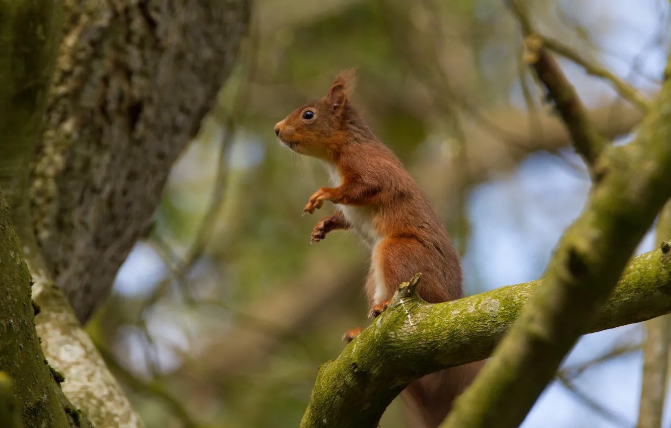 Photo wallpaper trees, branches, protein, red, stand