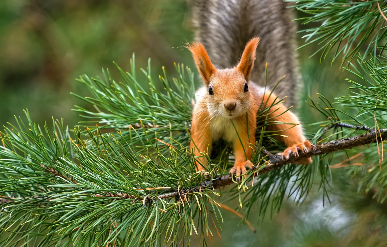 Photo wallpaper legs, protein, cutie, ears, ponytail