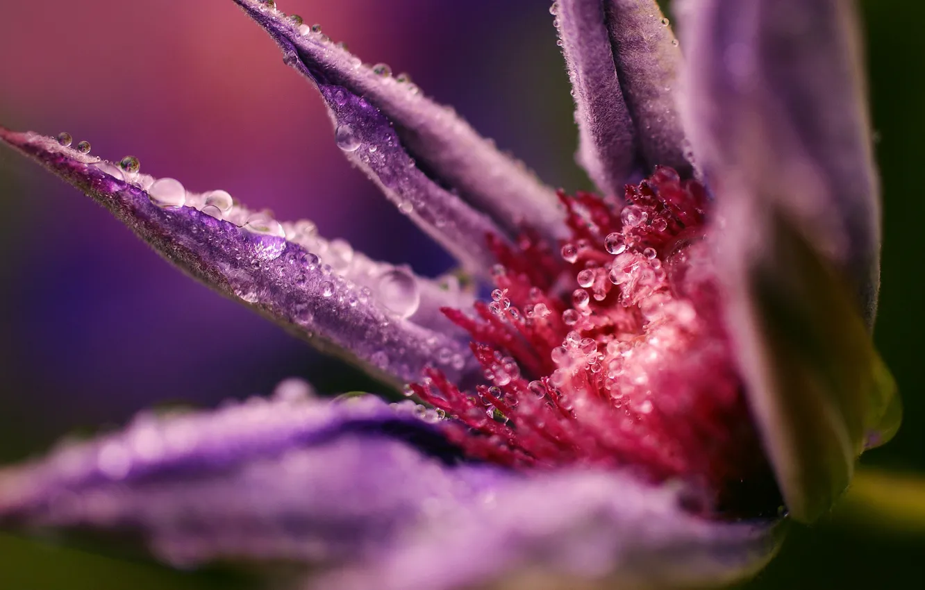 Photo wallpaper flower, purple, drops, macro, Rosa, klimatis