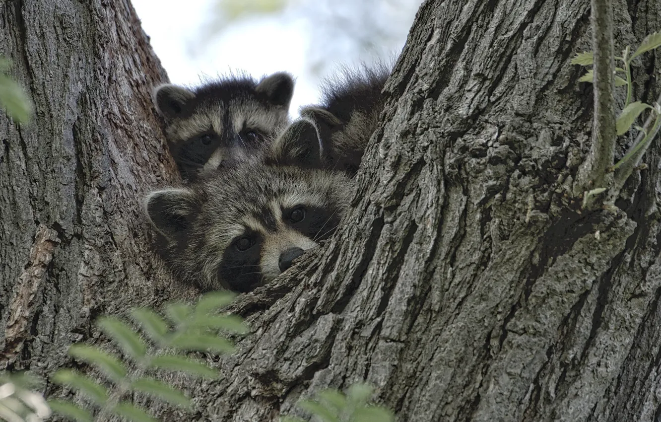 Photo wallpaper trees, raccoon, funny
