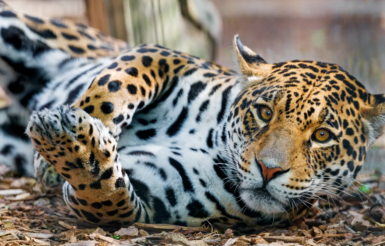 Photo wallpaper look, pose, lies, Jaguar