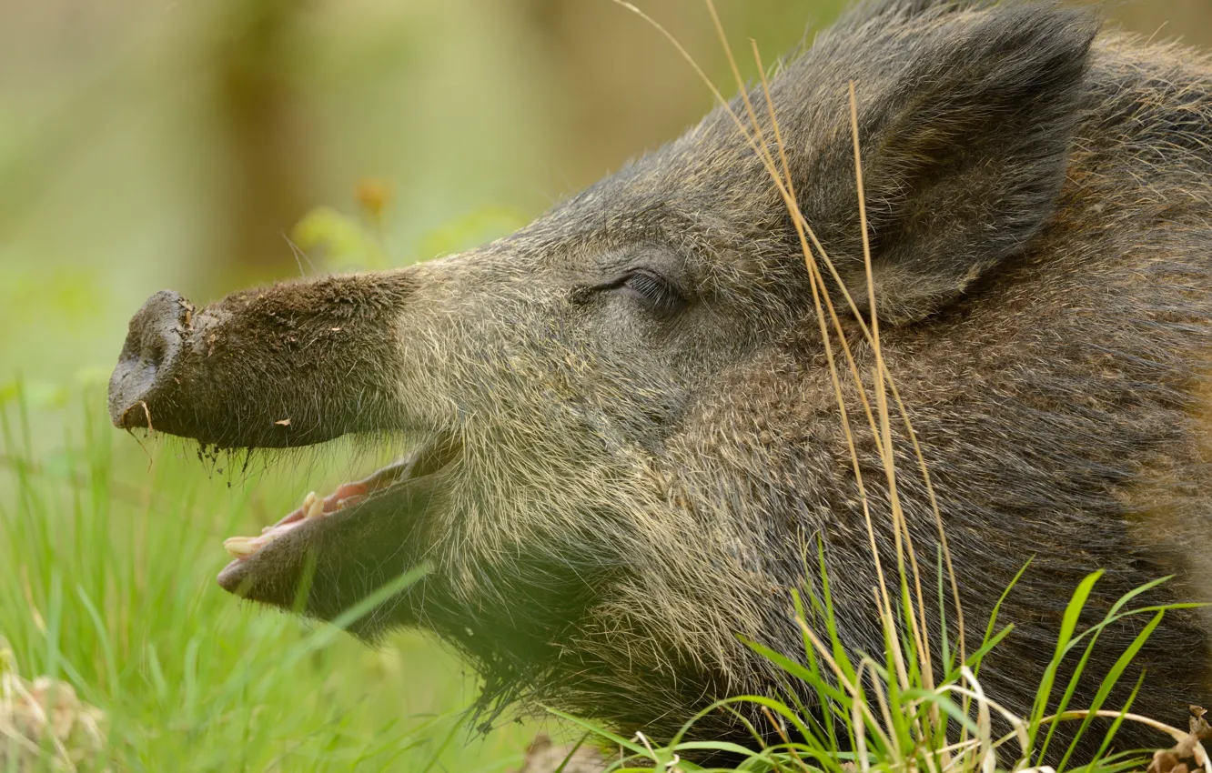 Photo wallpaper grass, face, portrait, mouth, profile, boar, Piglet, pig
