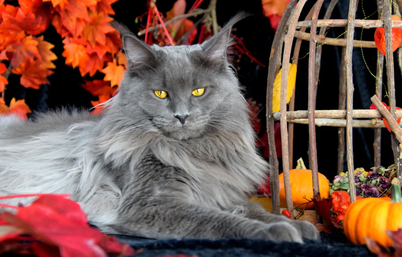 Photo wallpaper autumn, cat, cat, look, face, pose, grey, cell