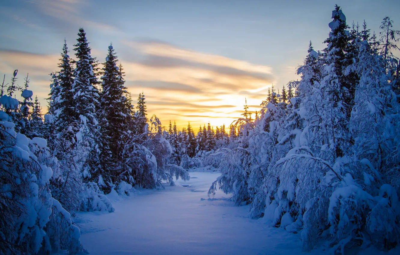 Photo wallpaper winter, forest, snow, tree, morning