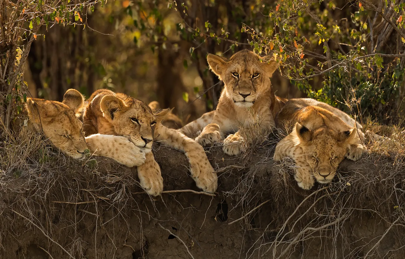 Photo wallpaper look, face, nature, pose, stay, Leo, lies, lioness