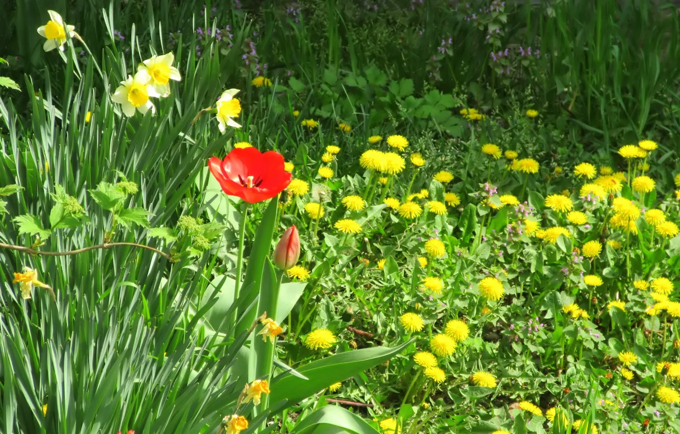 Photo wallpaper flowers, Tulip, meadow, dandelions, spring 2018, Meduzanol ©