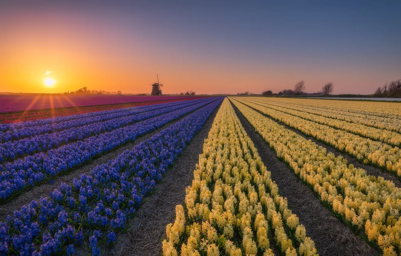 Photo wallpaper flowers, spring, plantation, hyacinths