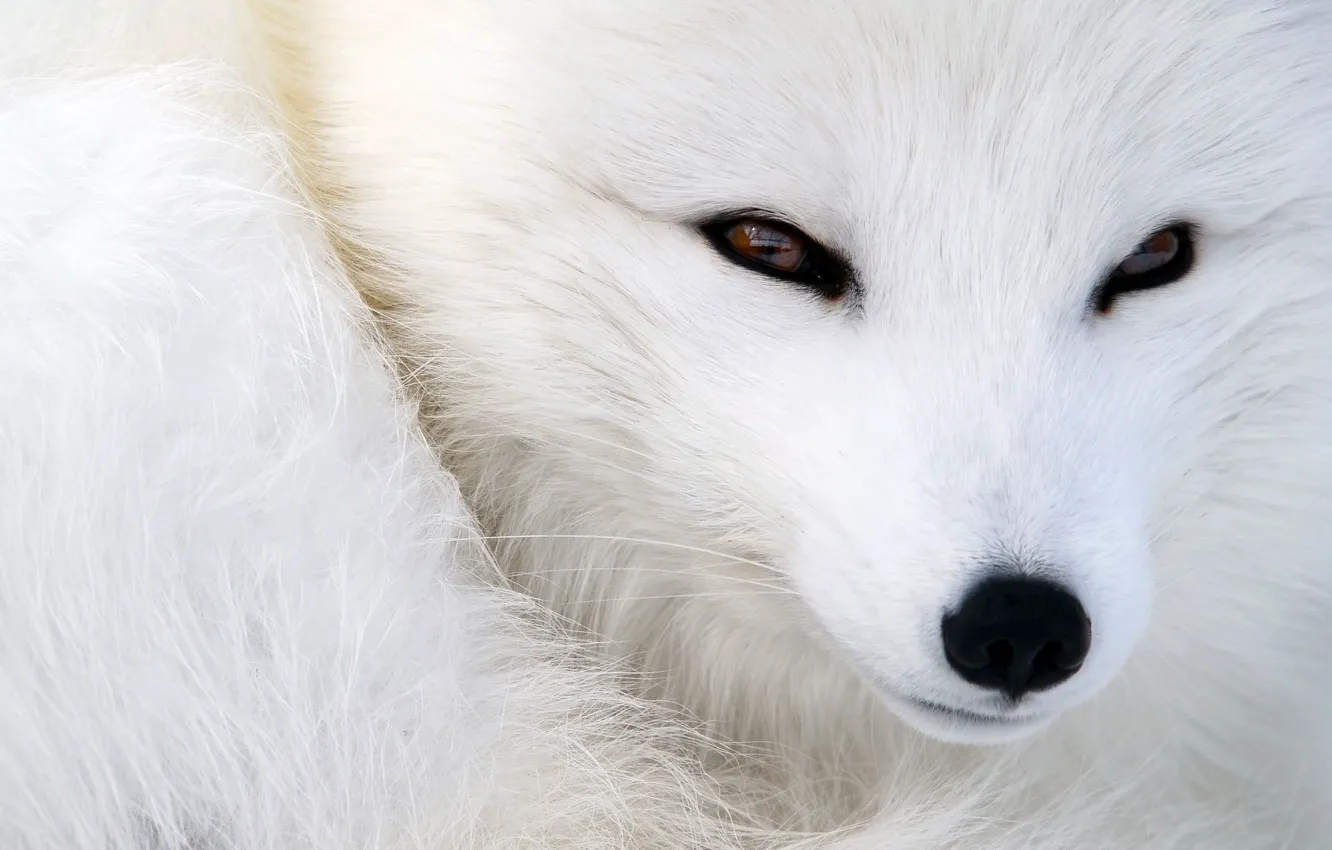 Photo wallpaper eyes, look, animal, wool, nose, muzzle, Fox, fur