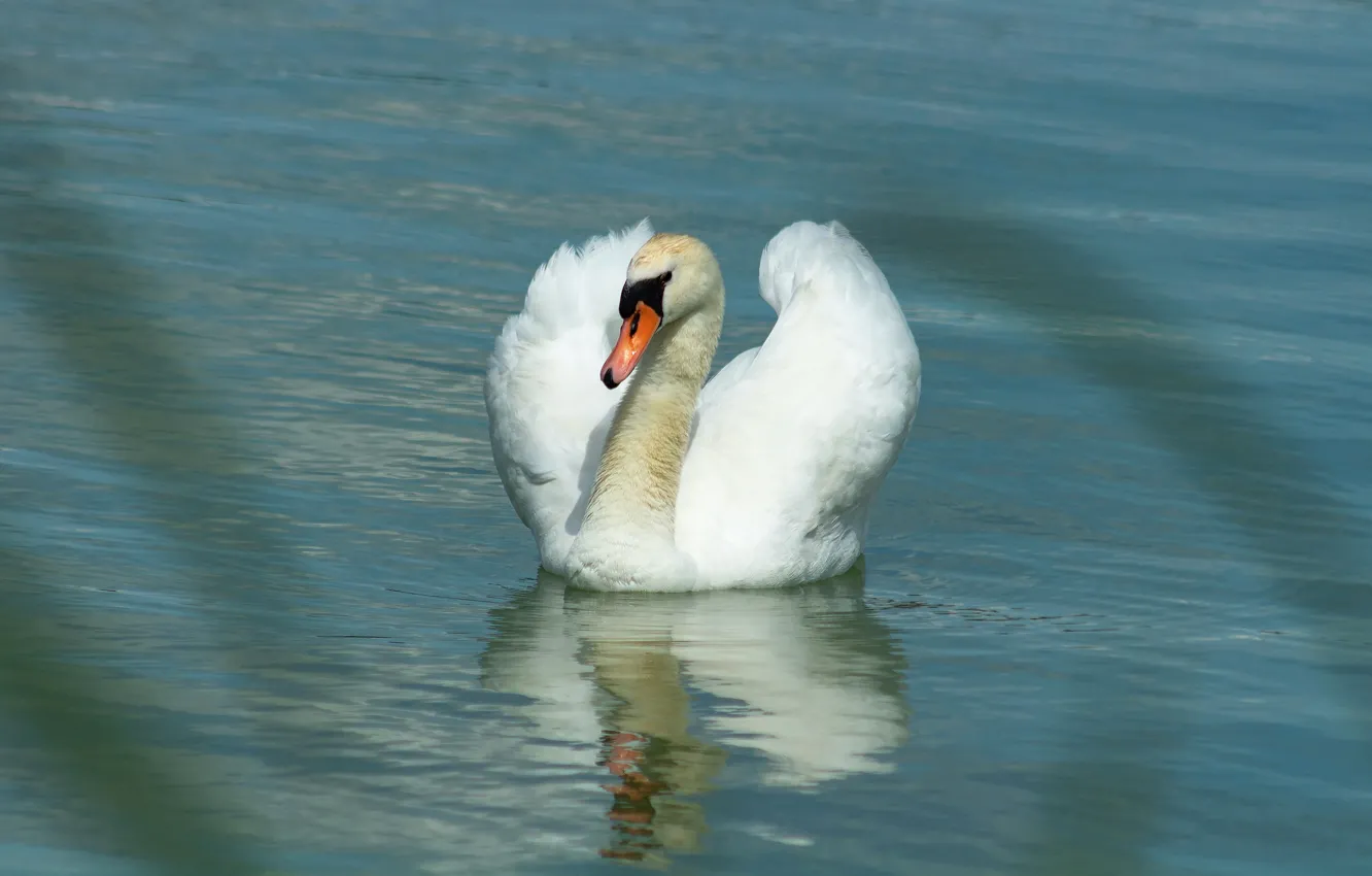 Photo wallpaper white, grass, water, reflection, bird, swans, pond, swimming
