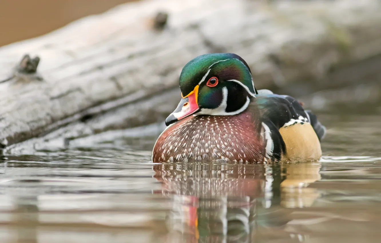 Photo wallpaper bird, duck, pond, karolinka