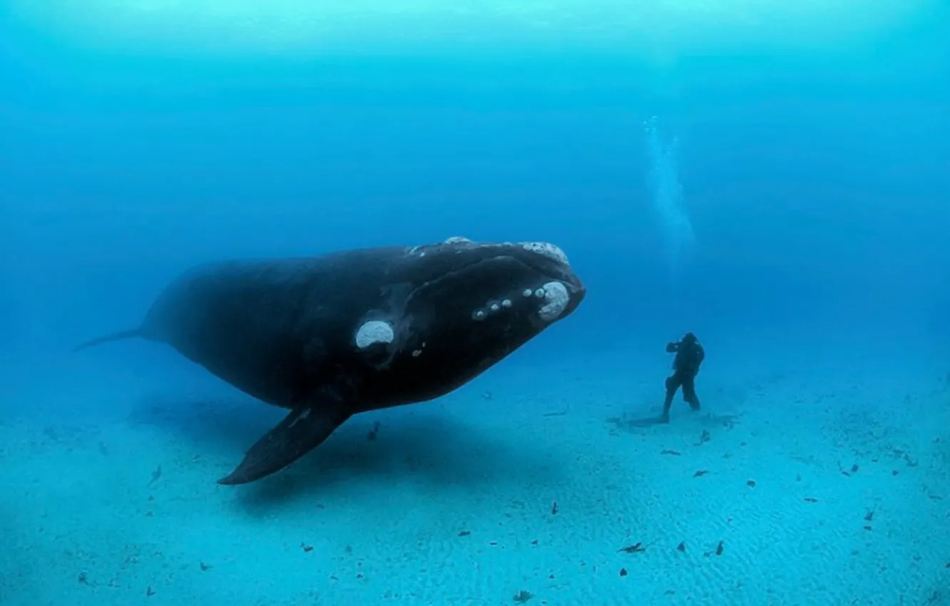 Photo wallpaper animal, wildlife, whale, diver, Southern right whale meets diver