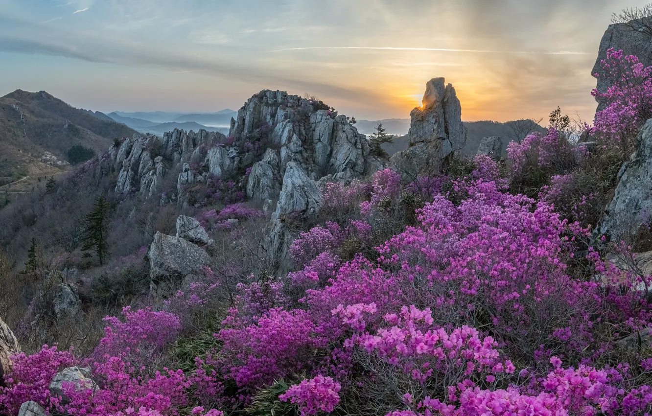Photo wallpaper the sky, flowers, mountains, stones, rocks, dawn, thickets, spring