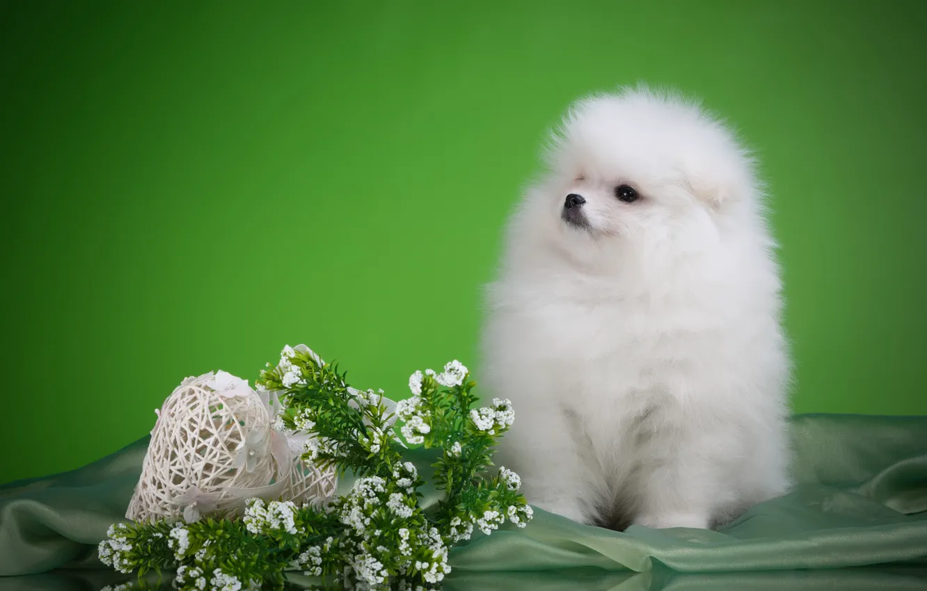 Photo wallpaper white, flowers, puppy, breed, Spitz