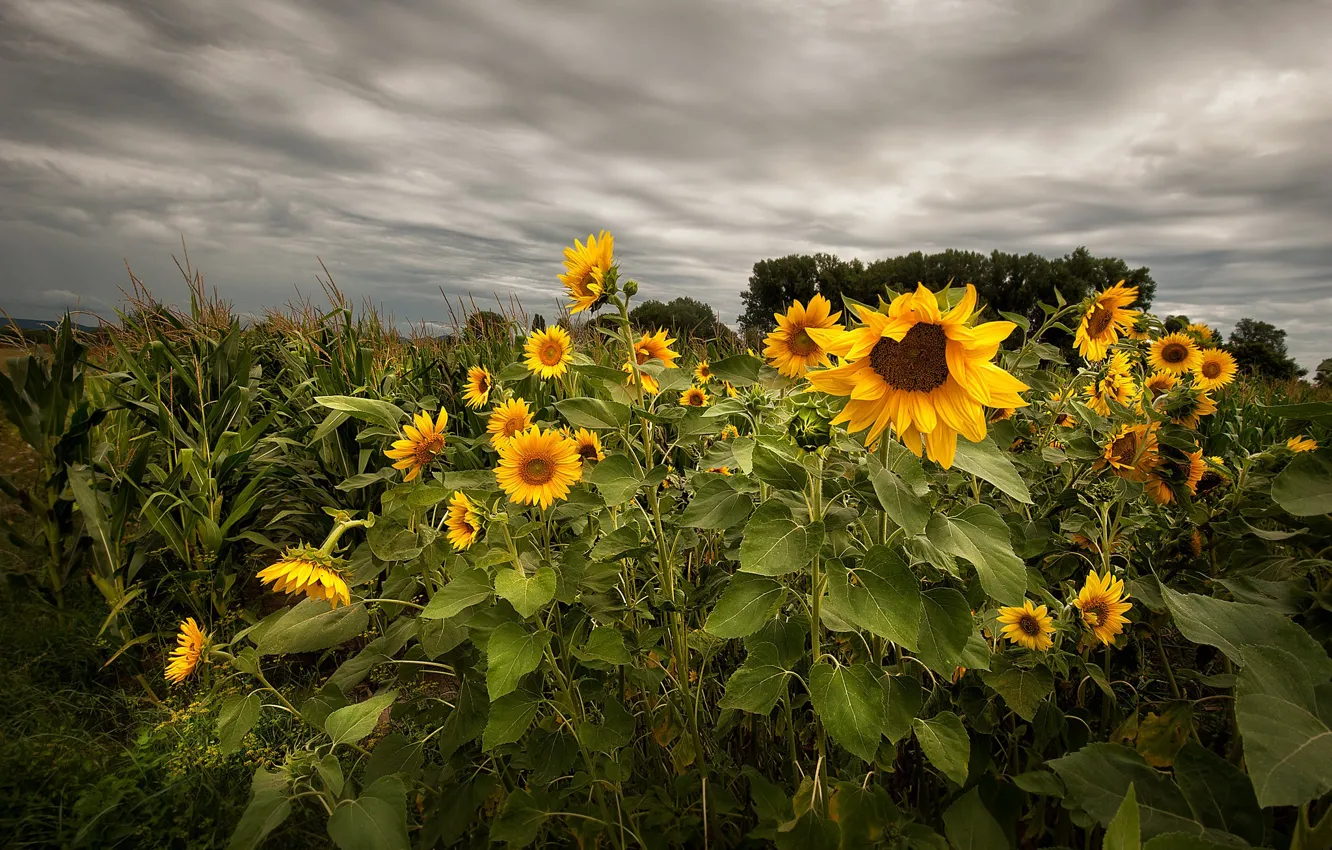Photo wallpaper field, sunflowers, flowers, clouds, overcast