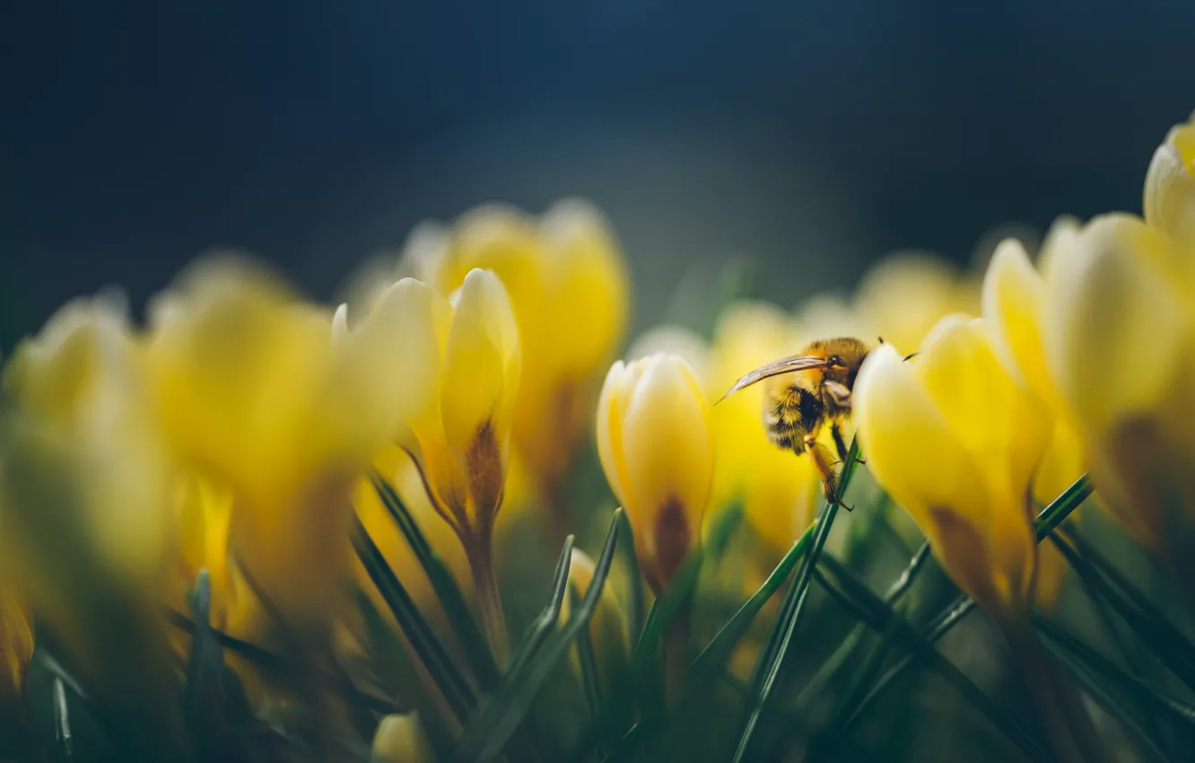 Photo wallpaper macro, yellow, bee, spring, crocuses