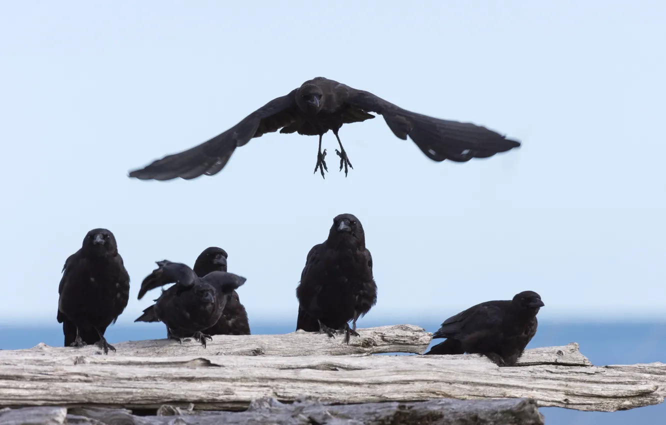 Photo wallpaper flight, bird, wings, pack, Raven