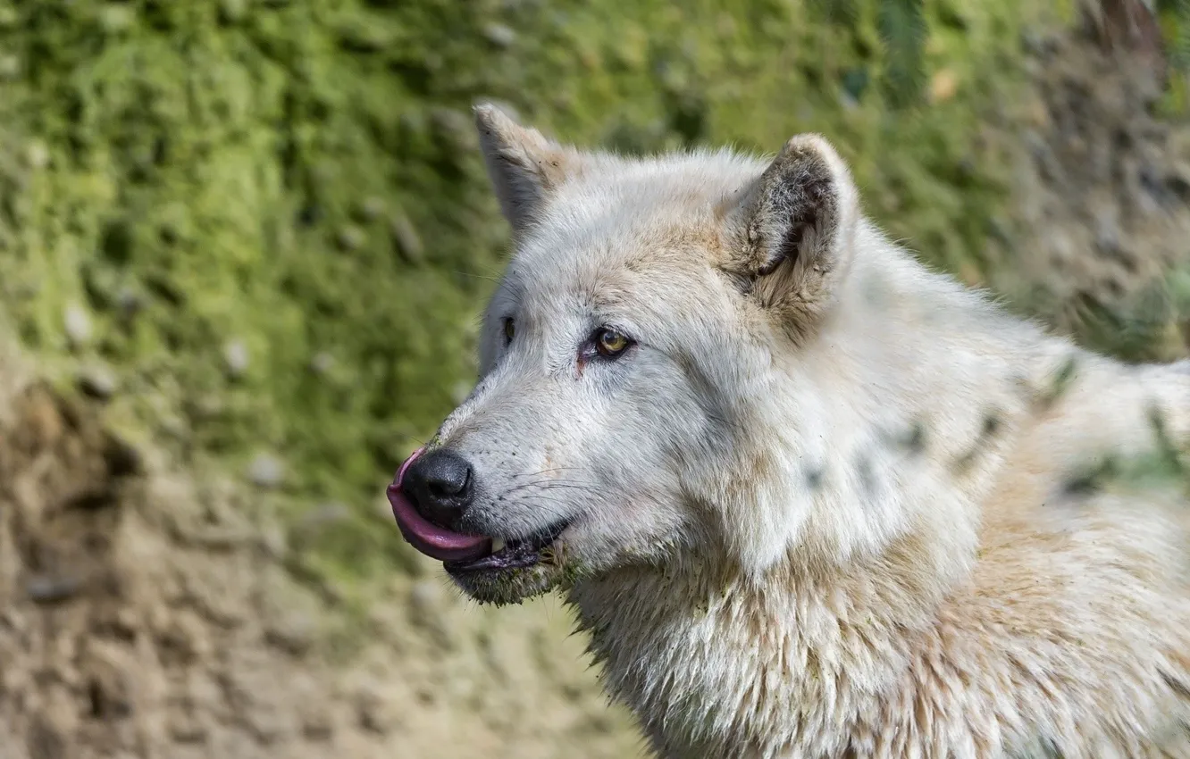 Photo wallpaper language, wolf, predator, wolf